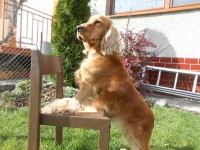 /album/anglicky-kokerspaniel/dscn2404-uprava-jpg/